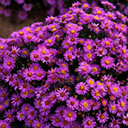 Aster dumosus (novae-belgii) 'Wood's Purple'