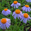 Aster farreri