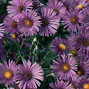Aster novae-angliae 'Hella Lacy'