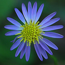 Aster patens