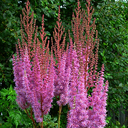 Astilbe chinensis davidii
