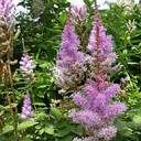 Astilbe chinensis pumila