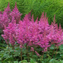 Astilbe X ardensii 'Maggie Daley'