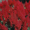 Astilbe X ardensii 'Red Sentinel'