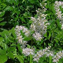 Astilbe X ardensii 'Snowdrift'