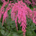 Astilbe X ardensii 'Straussenfeder'