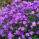 Aubrieta pinardii 65