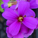 Aubrieta 'Variegata'