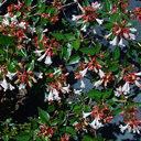 Abelia grandiflora 'Sherwood'