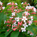 Abelia mosanensis (smaller)