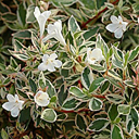 Abelia x grandiflora 'Confetti'