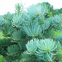Abies concolor 'Compacta'