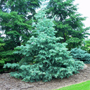 Abies concolor 'Wattezii Prostrate'