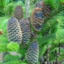 Abies fraseri Prostrate'