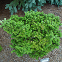 Abies koreana 'Silberperl'
