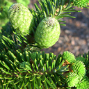 Abies sibirica