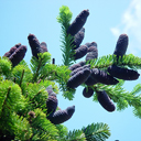 Abies Veitchii 'Pendula'