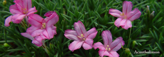 Acantholimon