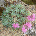 Acantholimon avenaceum