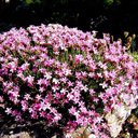 Acantholimon armanum