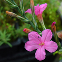 Acantholimon bracteatum ssp capitatum