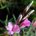 Acantholimon caryophyllaceum