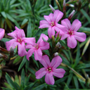Acantholimon hohenackeri 049