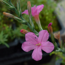 Acantholimon hypochoerum