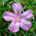 Acantholimon trojanum 07