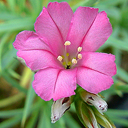 Acantholimon ulicinum ssp. ulicinum 08