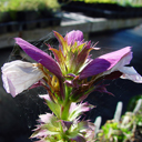 Acanthus balcanus (hungaricus)