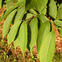 Acer carpinifolium