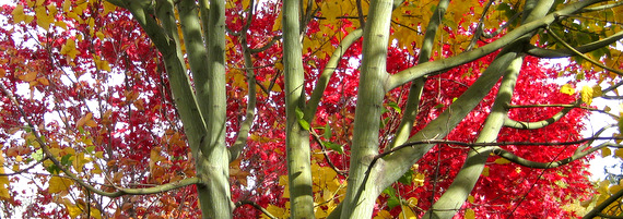 Acer