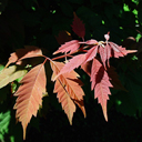 Acer henryi