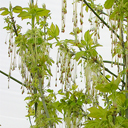 Acer negundo 'Aurea'