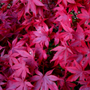 Acer palmatum v atropurpureum