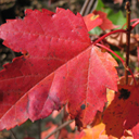Acer rubrum 'Sun Valley'