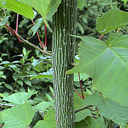 Acer aff rufinerve