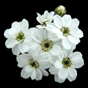Achillea ageratafolia