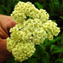 Achillea millifolium �colorado�
