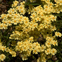 Achillea x lewisii 'King Edward'