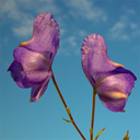 Aconitum charmichaelii (wilsonii)