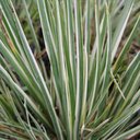 Acorus gramineus dwarf 'Himenasumene'