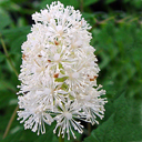 Actea Pachypoda