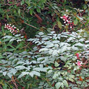Actaea (cimicifuga) pachypoda �Misty Blue�