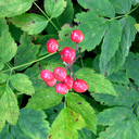 Actaea rubra