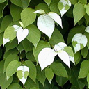 Actinidia polygama