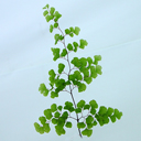 Adiantum capillus vernus Michigan Form
