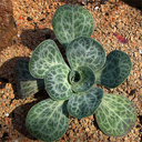 Aeoniopsis cabulica