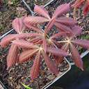 Aesculus hippocastanum
